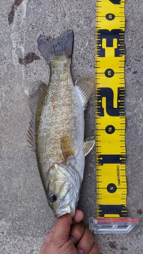 スモールマウスバスの釣果