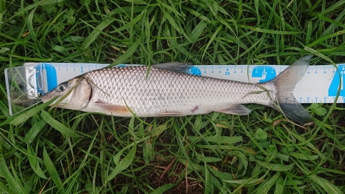 ニゴイの釣果