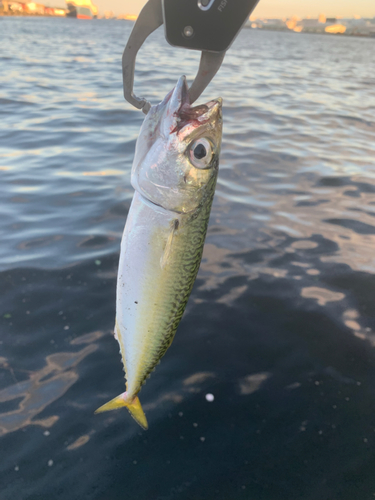 サバの釣果