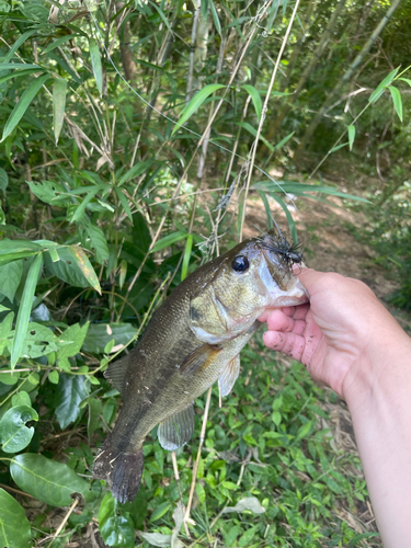 ブラックバスの釣果