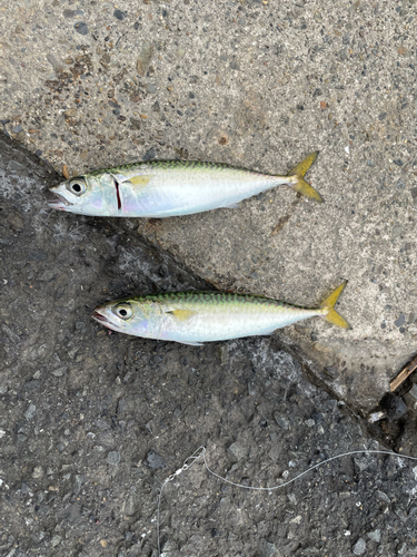 サバの釣果