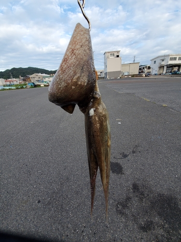 タコの釣果