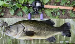 ブラックバスの釣果