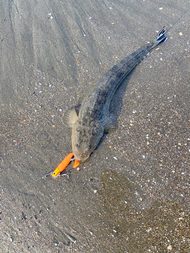 マゴチの釣果