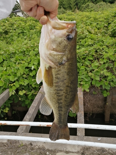 ブラックバスの釣果