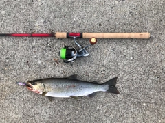 カラフトマスの釣果