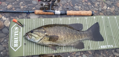 スモールマウスバスの釣果