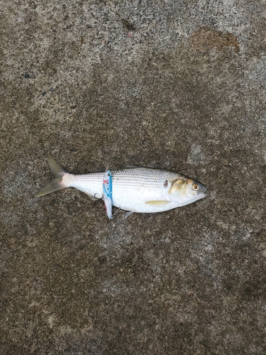 コノシロの釣果