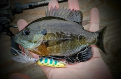 ブルーギルの釣果