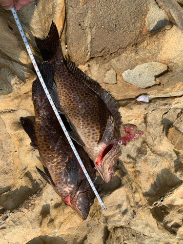 オオモンハタの釣果