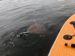 ツバクロエイの釣果