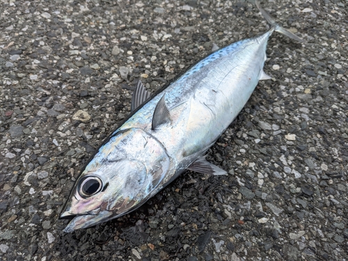 マルソウダの釣果