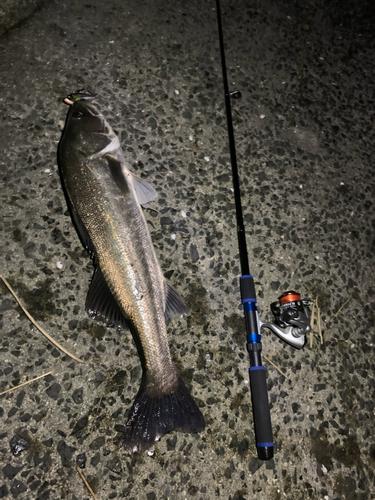 シーバスの釣果