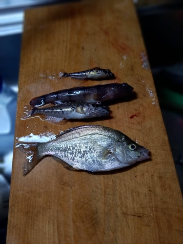 アナハゼの釣果