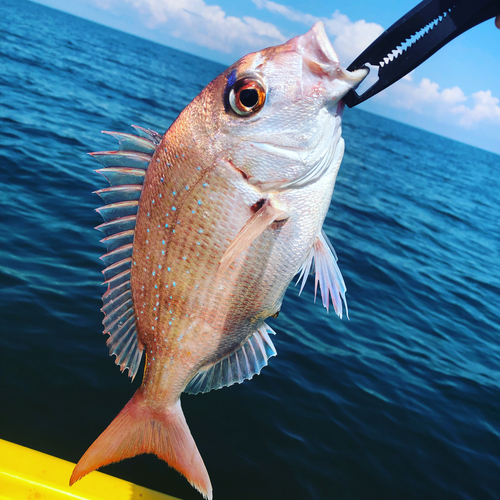 マダイの釣果