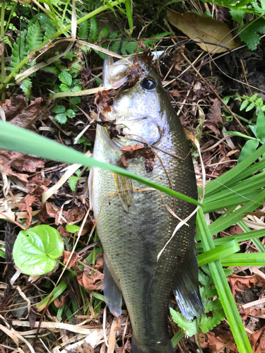 ブラックバスの釣果