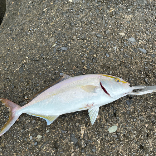 ショゴの釣果