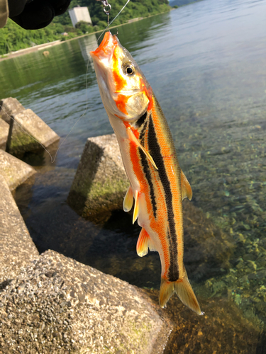 ウグイの釣果