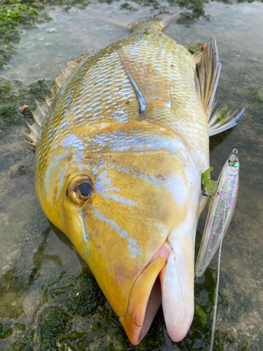 タマンの釣果