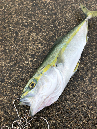 ツバスの釣果