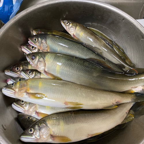 アユの釣果