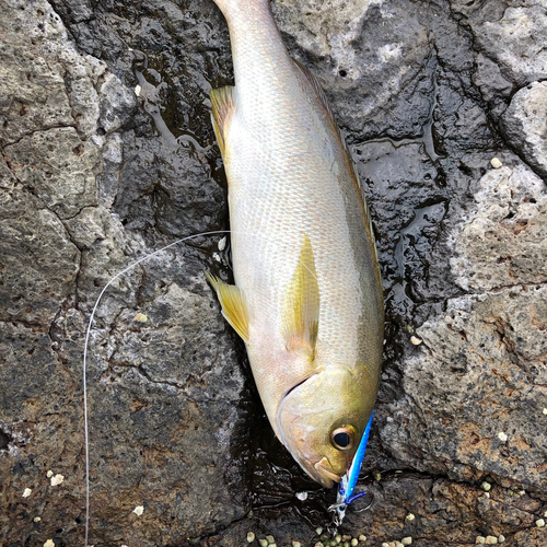 イサキの釣果