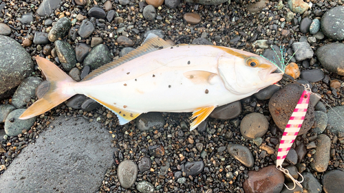 ショゴの釣果