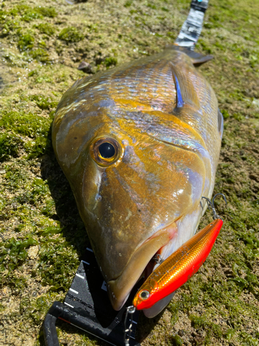 タマンの釣果