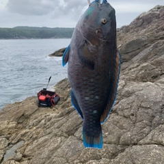 アオブダイの釣果