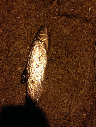 マルタウグイの釣果