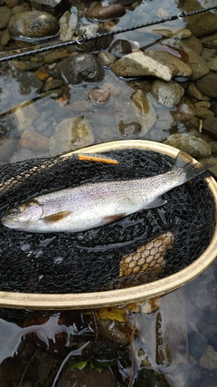 ニジマスの釣果