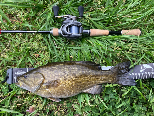 スモールマウスバスの釣果