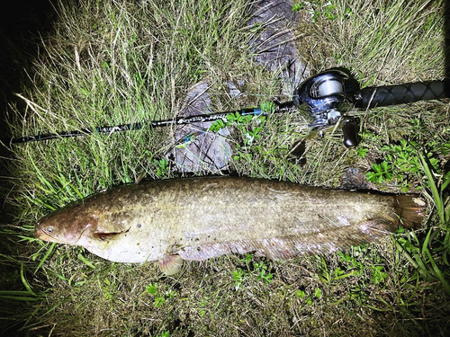 マナマズの釣果