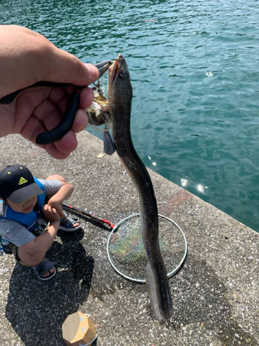 アナゴの釣果