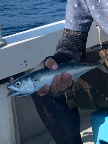 サバの釣果