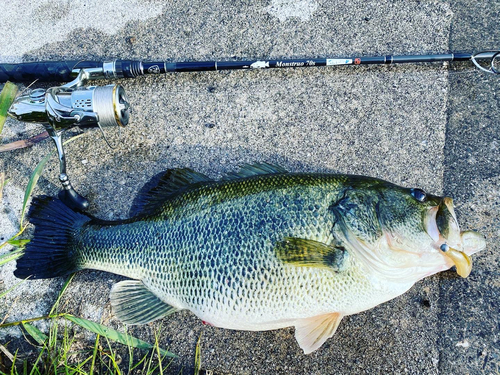 ブラックバスの釣果