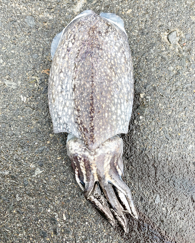 コウイカの釣果