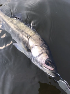 スズキの釣果