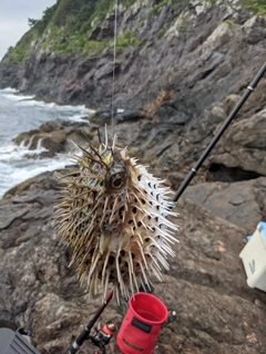 ハリセンボンの釣果