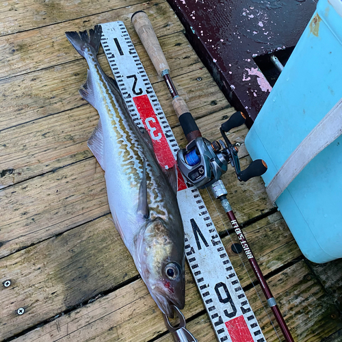 スケトウダラの釣果
