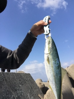 イナダの釣果