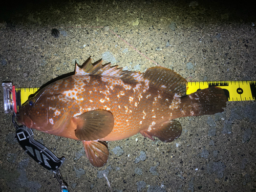 キジハタの釣果