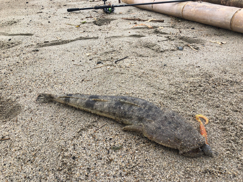 マゴチの釣果