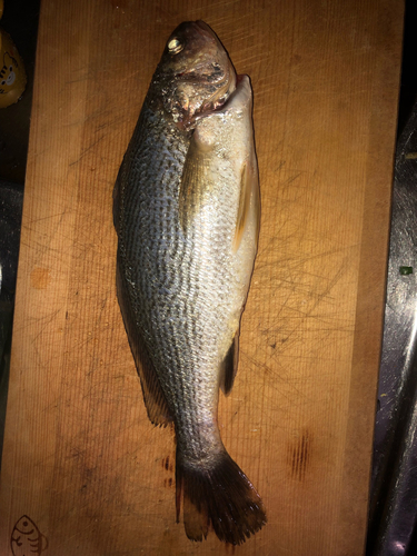 イシモチの釣果