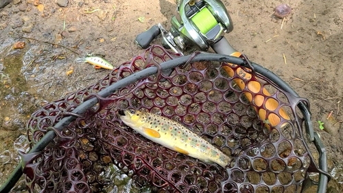 ブラウントラウトの釣果