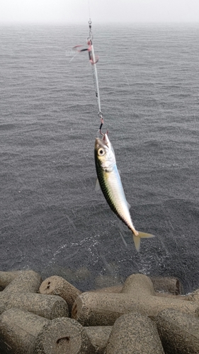 サバの釣果