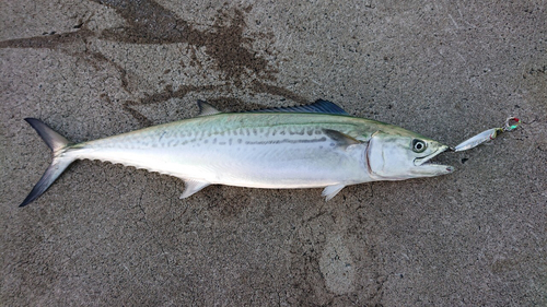 サゴシの釣果