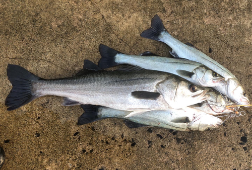 スズキの釣果