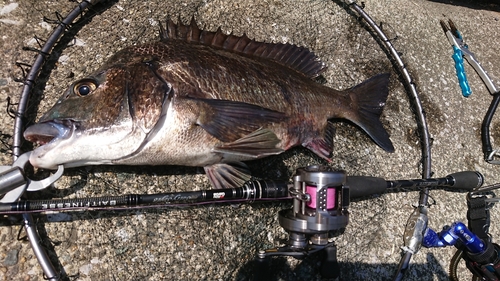 クロダイの釣果