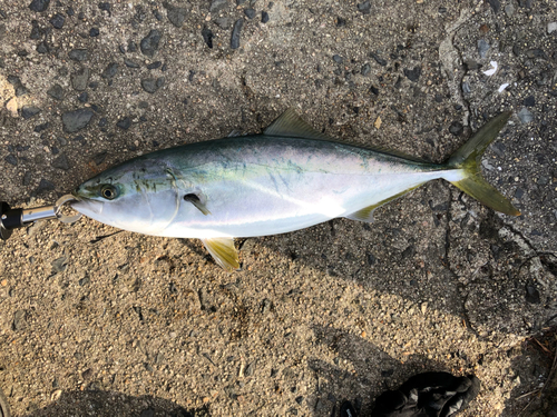 ハマチの釣果